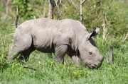 white_rhinoceros (4)